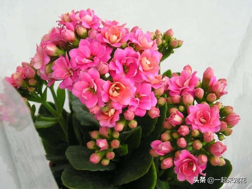 长寿花花苞一直没有开怎么办,长寿花花苞没开就干瘪了要剪掉么