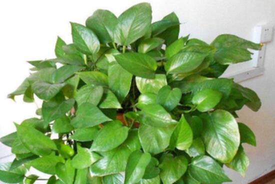 绿萝怎么修剪视频教程,绿萝怎么修剪叶子