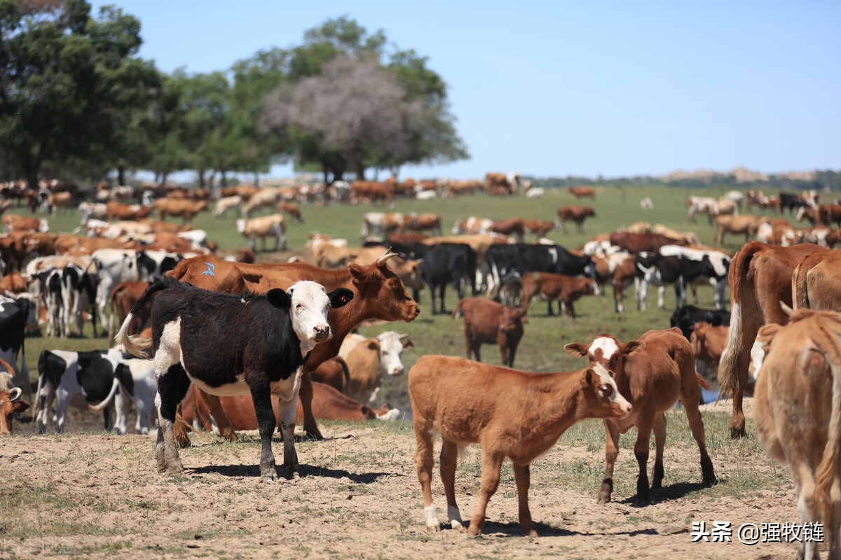 高温防止牛中暑,牛中暑的症状及治疗