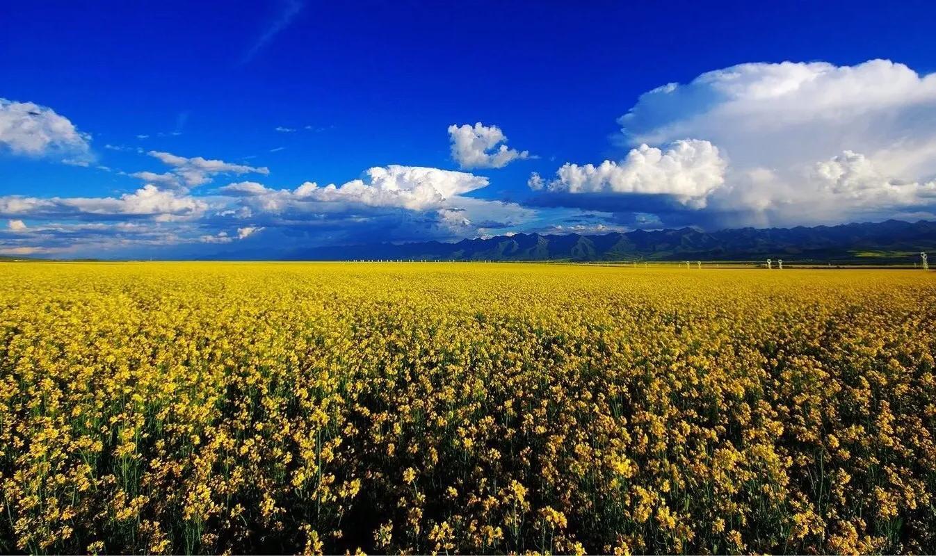 赏油菜花攻略,寻找最美油菜花可去这十大景点