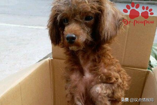 狗狗微量元素有没有用,狗狗微量元素哪个效果好