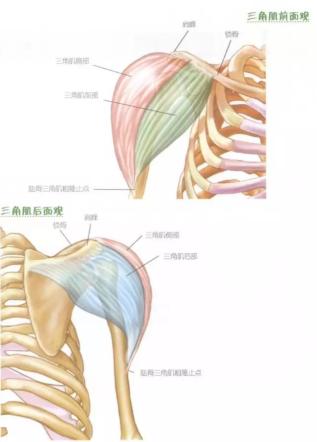肩部肌肉训练有什么用,肩部训练肌肉线条的美感