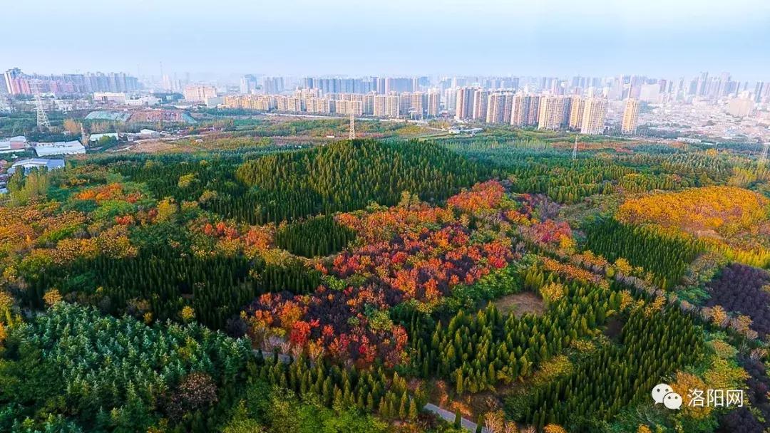 洛阳向全球推介,洛阳向世界发出邀请