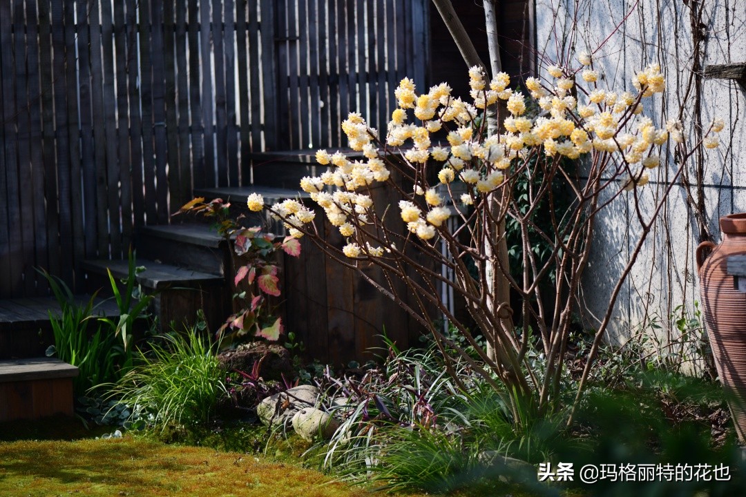 花园里四季常青的树,花园里四季都绿的植物