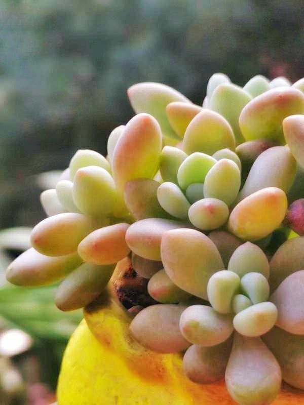 记录多肉长大的全过程,记录所有多肉成长过程