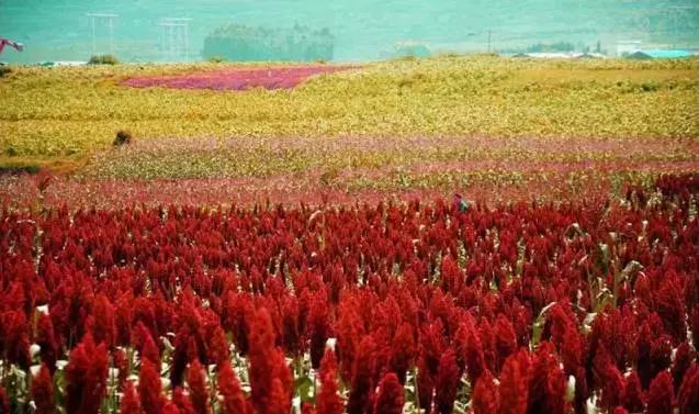 云南适合深秋游玩的地方,云南的秋天适合去哪些景点