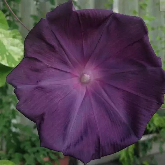 牵牛花到处都可以肆无忌惮的生长,不常见的品种,美出天际!