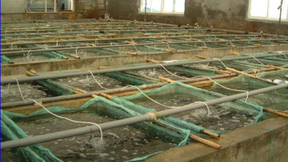 鲍鱼养殖怎么养得好吃,鲍鱼的养殖方法和注意事项