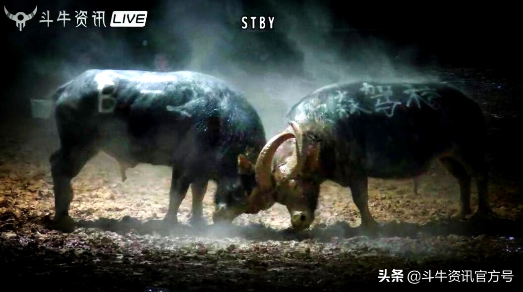 贵州甲定牛王斗牛赛,贵州斗牛牛王争霸赛2021