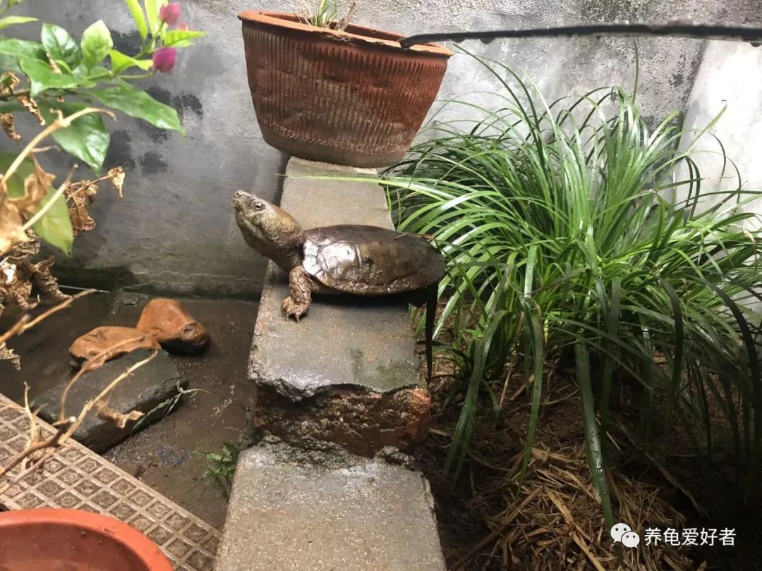 春节之前，给那些不养龟的朋友们科普一下