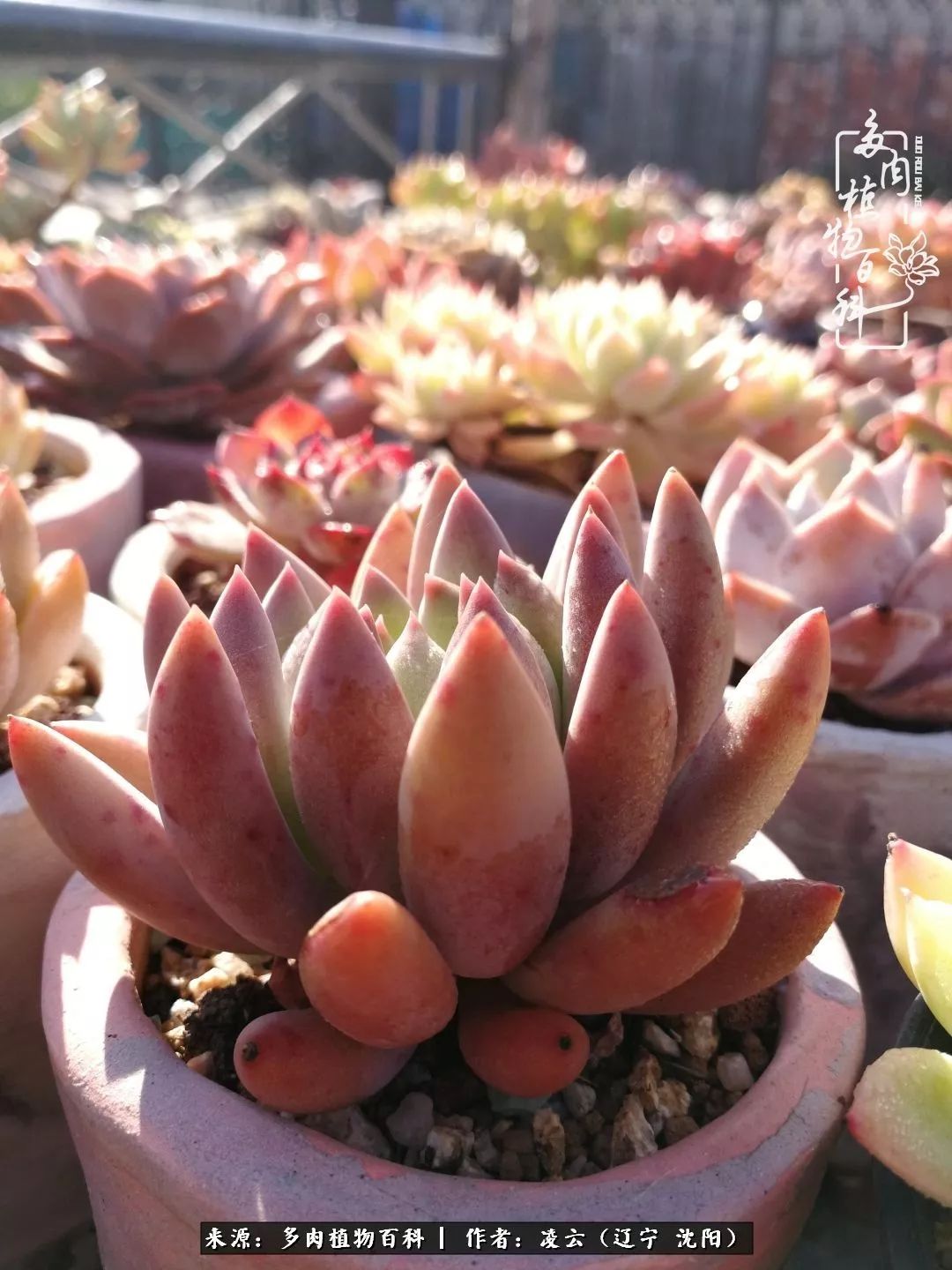 秋闲赏多肉,话育儿,亲生的自家娃,总有一刻让你怦然心动