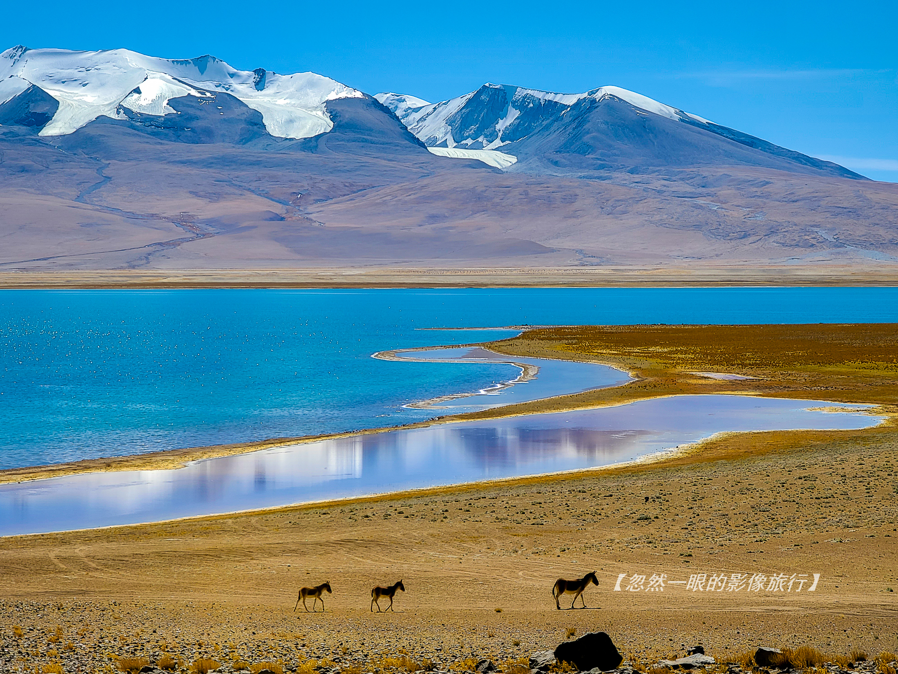 阿里无人区野狼出没,阿里无人区狐狸