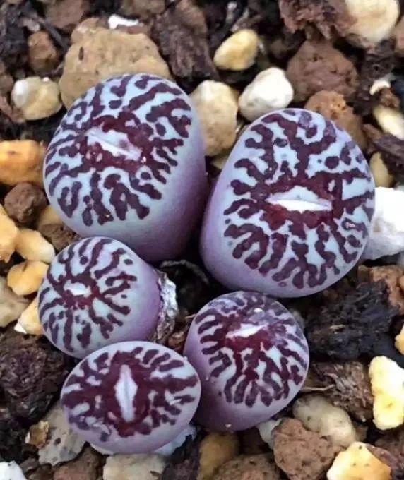 2023多肉展会直播,2023上海多肉植物展