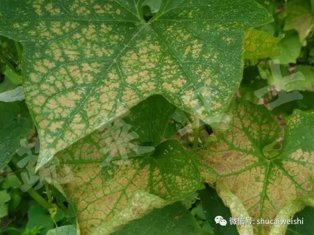 天气转凉的安全常识,强降温会引起药害吗