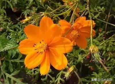 花语大全100种花图片,100种花的花语太全了