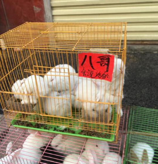 老版宠物猫多少钱,宠物囧图猫多少钱