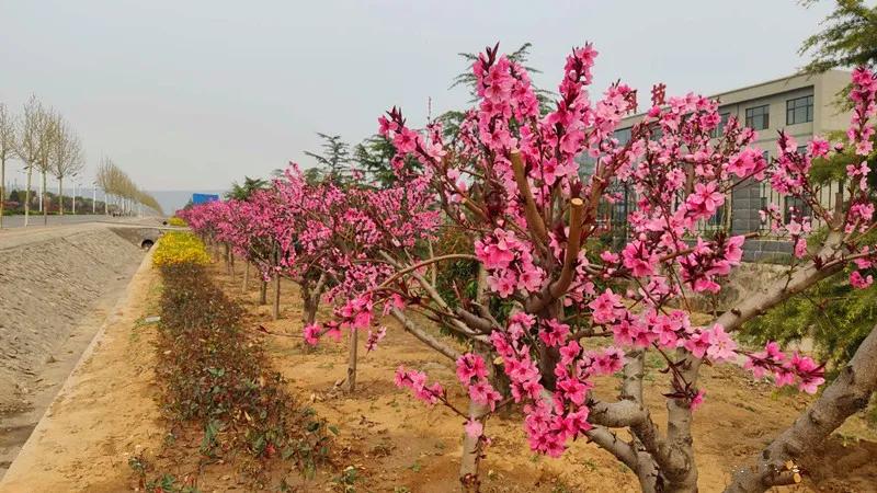 花团锦簇的峰峰是怎样炼成的？是时候告诉你真相了