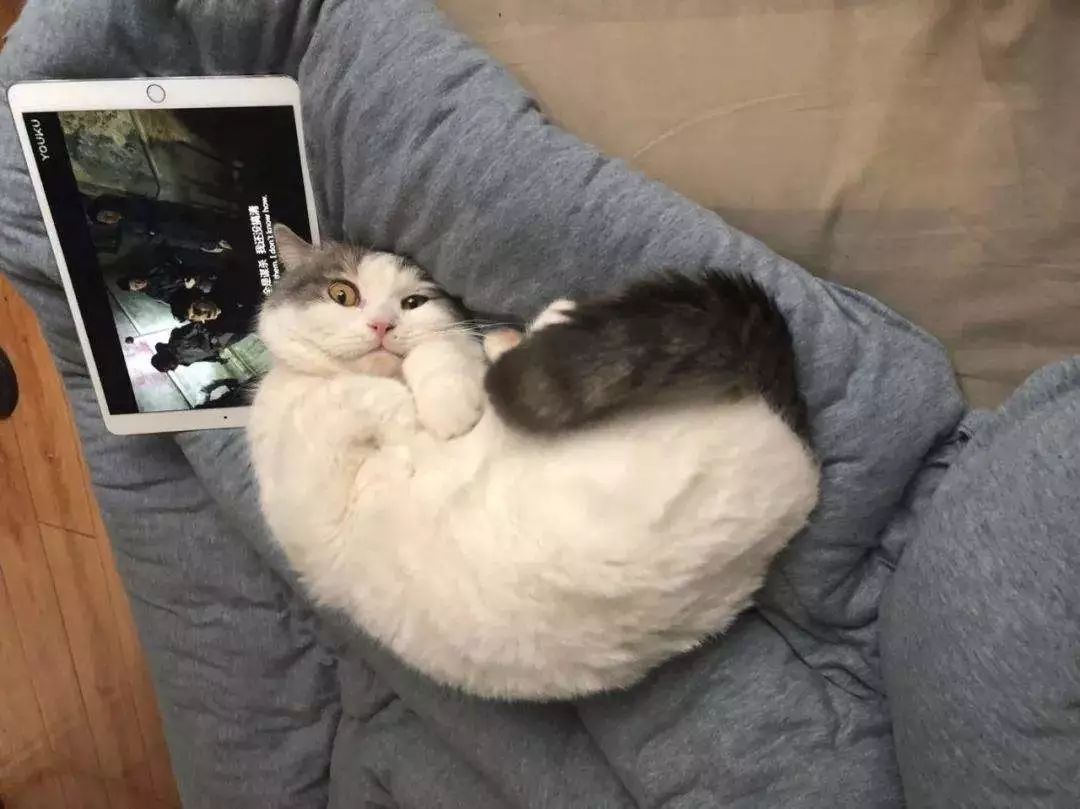 铲屎官对猫咪最不能做的事情,铲屎官误解猫咪的四种行为