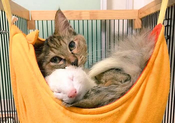 猫也会被带歪!跟着雪貂混日子,流浪猫都活成了“貂样”