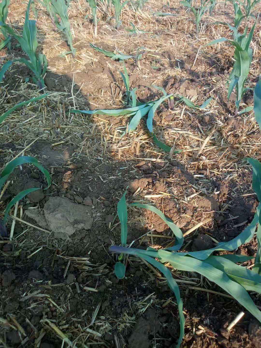 怎么防止玉米长虫,玉米钻心虫怎么防治