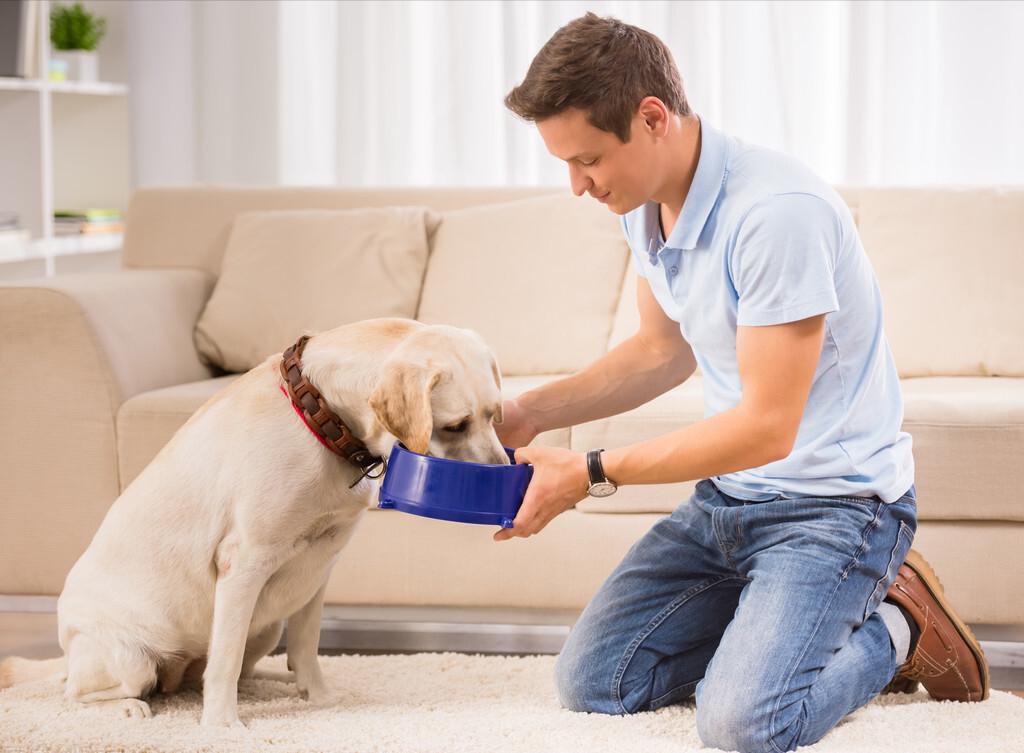 如何提高狗狗的免疫力？请记住这几个常见的办法