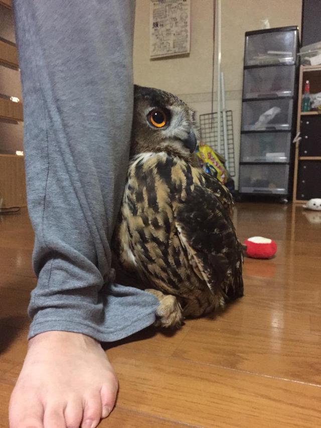 养猫头鹰不好吗,养猫头鹰有什么问题吗