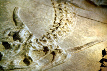 龙到底是灭绝生物还是神话生物,龙是传说生物还是真实存在的