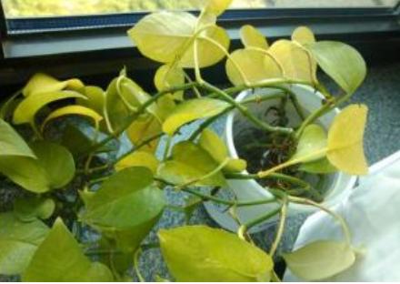 绿萝要是快死，别把它扔掉，利用这种方法可以让它恢复生命力