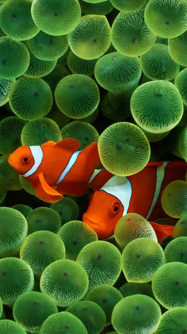 高清海底世界壁纸原生态动态,高清海底世界壁纸4k全屏无水印