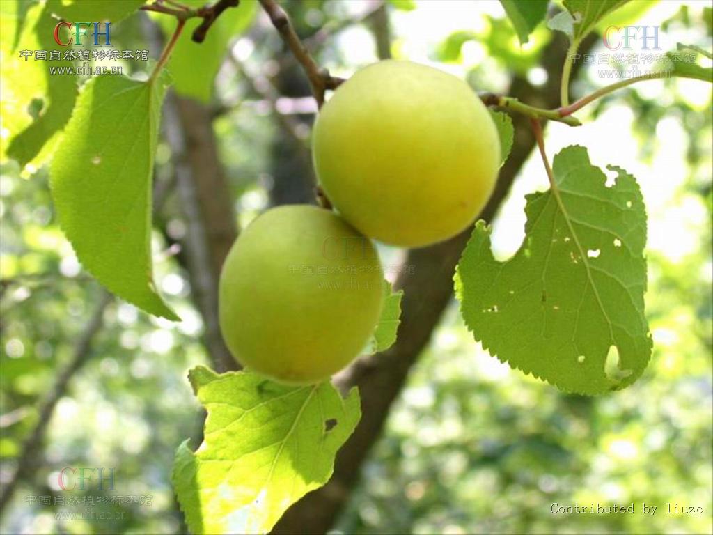 中药中有苦杏仁该怎么煮,学习一味中药