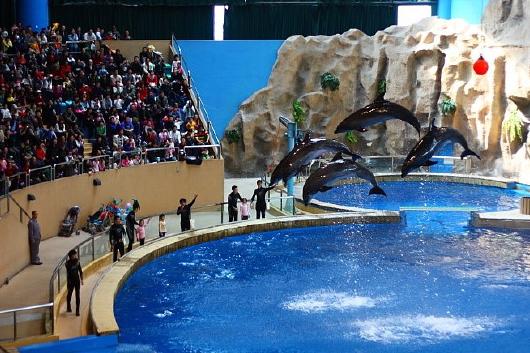 海豚亲吻孕妇,海豚亲孕妇的肚子好不好