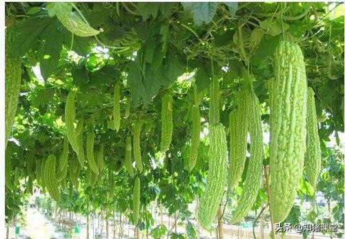 养猪户如何给猪开胃增食,猪食欲不好怎么解决