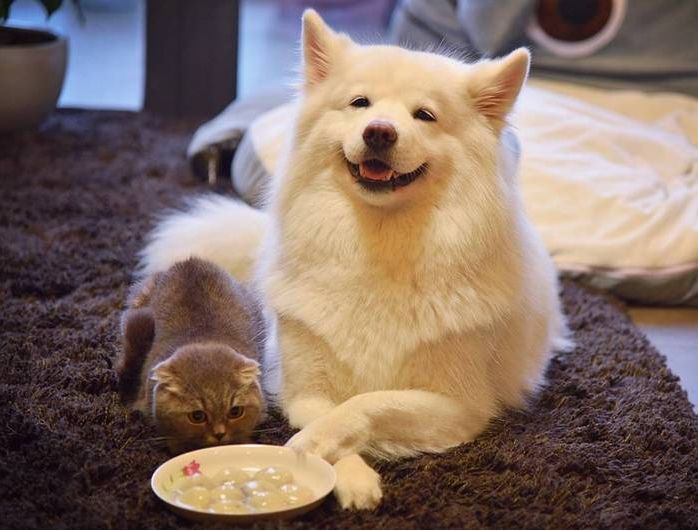 狗狗鼻子生病怎么办,狗狗的鼻子烂了怎么治疗