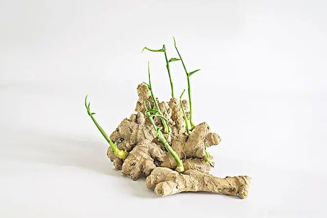 蔬菜发芽还能吃吗,蔬菜发芽了还能买吗