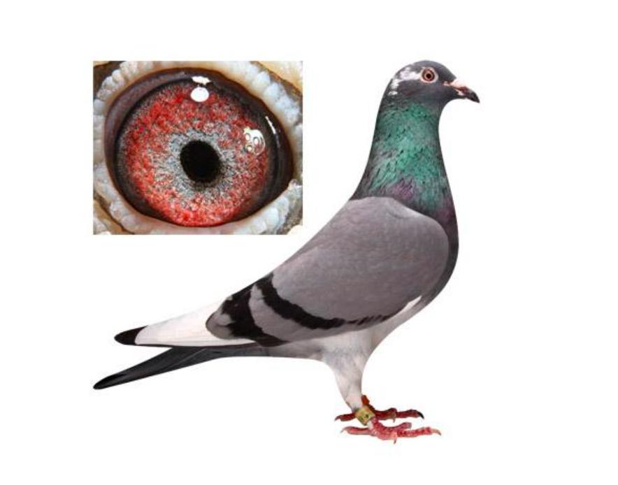 养鸽主要预防哪些虫,夏季养鸟注意事项