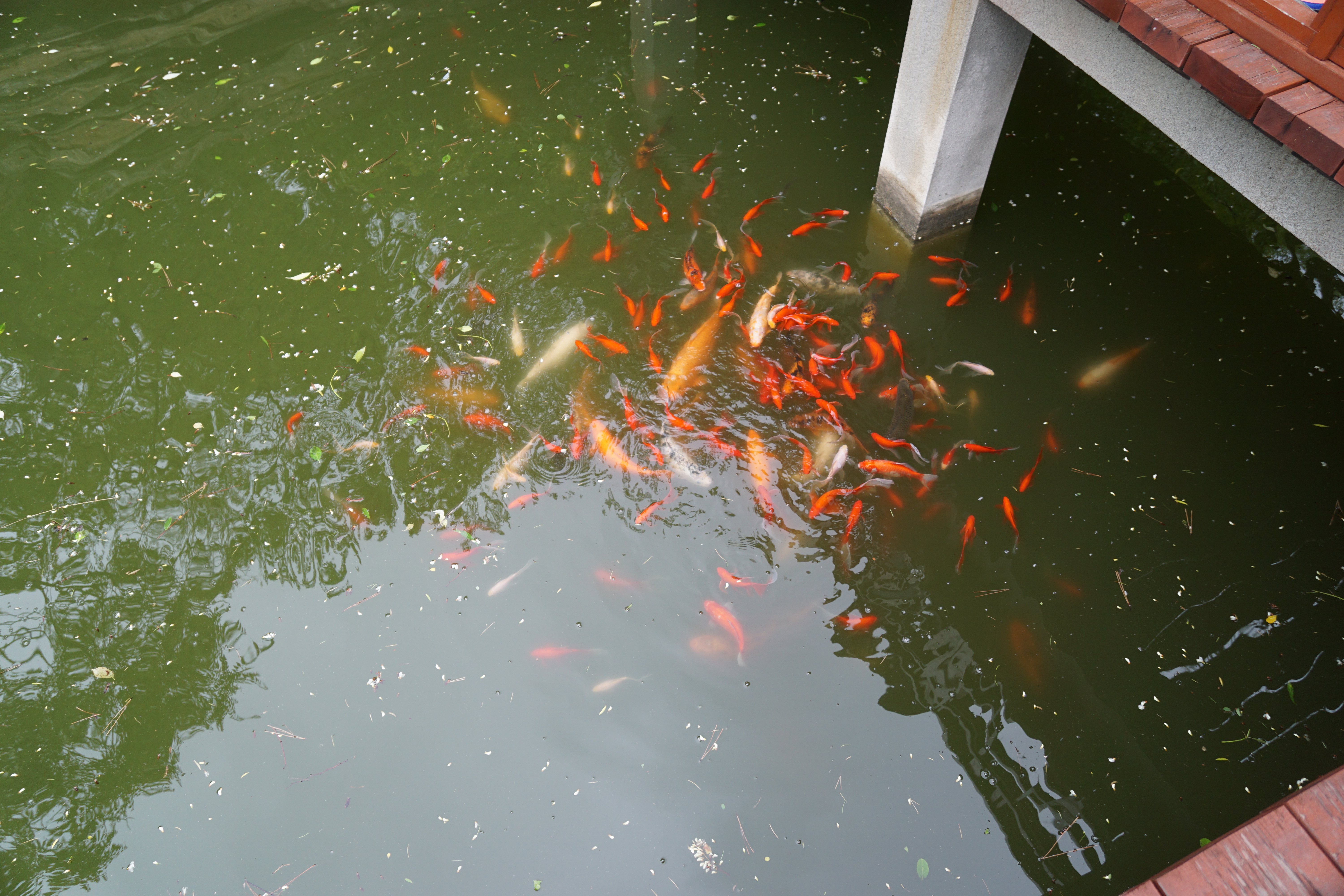 谁为《威海卫》谱曲（20-169）