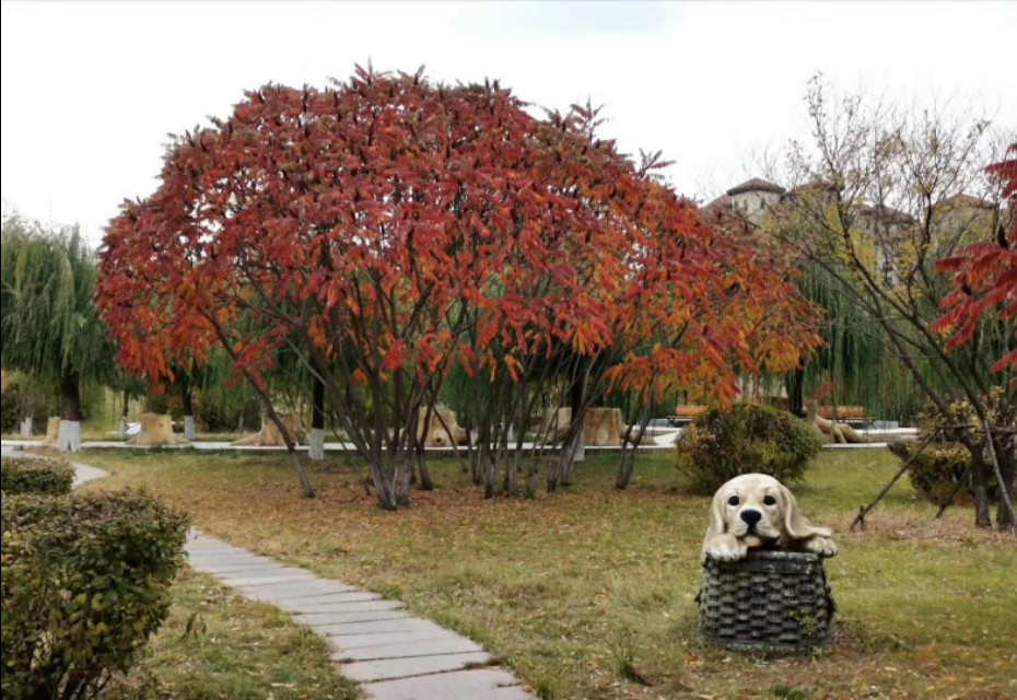 鞍山明达世纪花园怎么样,鞍山明达世纪花园四室