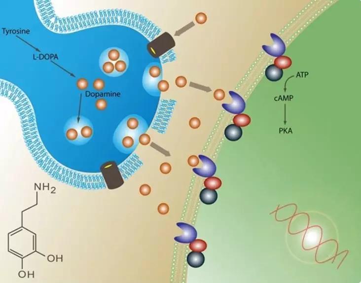 认识多巴胺和内啡肽,多巴胺教育孩子的秘诀