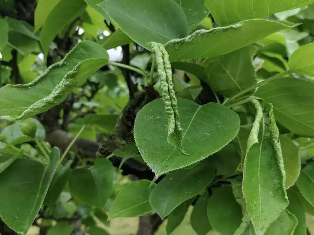 桃树梨树虫害防治什么时候为宜,梨树8大重要虫害防治方法