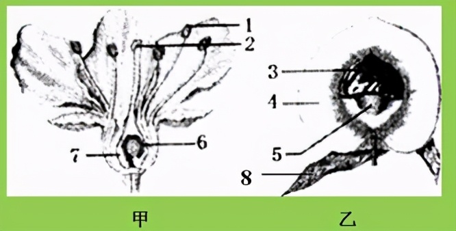 人教版七年级生物植物的呼吸作用,生物光合作用与呼吸作用的综合题