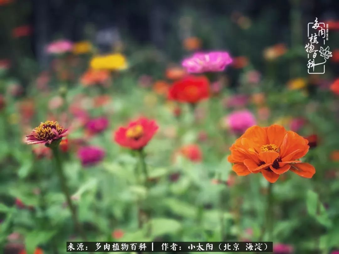 来自多肉的顽强生命力,与多肉朝夕相伴的美好时光