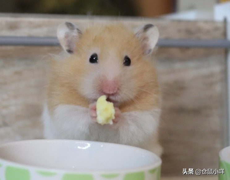 小学生的仓鼠怎么养新手教程,小学生养仓鼠新手入门必知