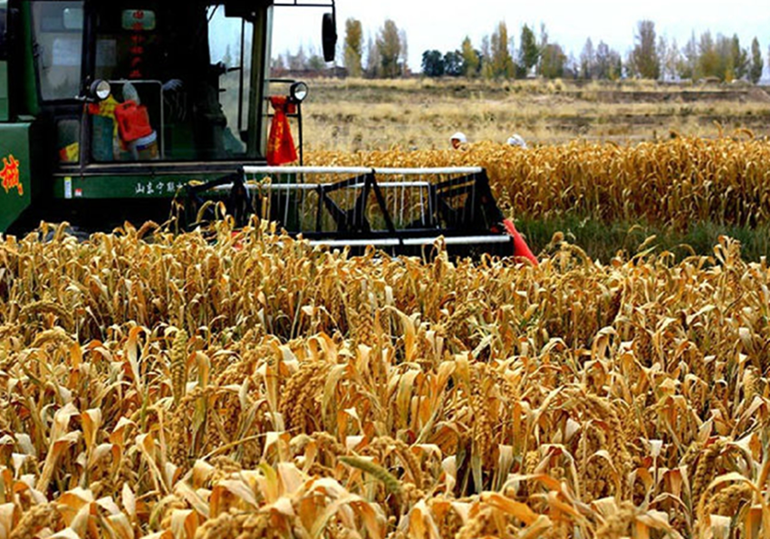 谷子种植：播种方法你知道多少？这里列有几种，来学习一下