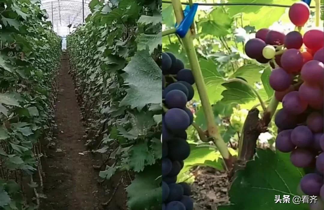 鍏虫敞鍐滀笟鍐滄潙淇冭繘鍐滄皯澧炴敹,鍏虫敞鍐滀笟鏀寔鍐滄皯