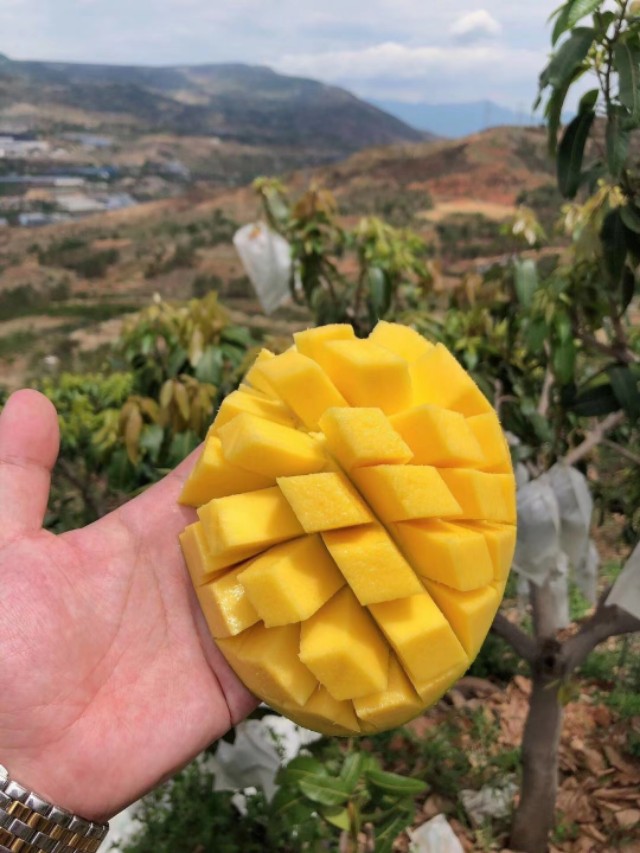 零食微商代理怎么做,零食代理微商加盟