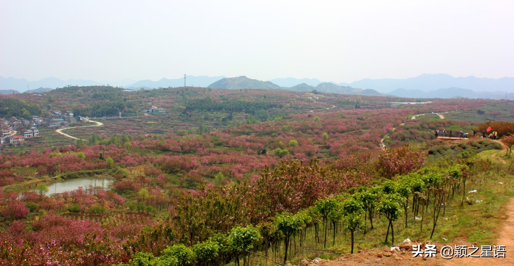 十里樱花十里尘,十五个赏樱地,赴一场樱花之恋