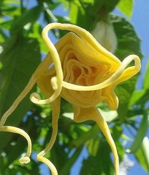 世界上有多少种花朵罕见 (最罕见的十大花朵排行榜)