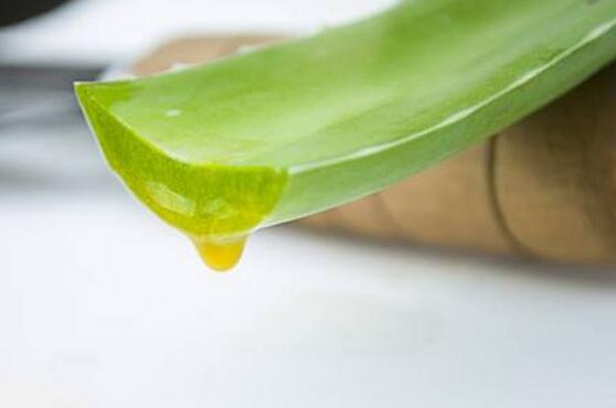 芦荟有毒吗能在室内养吗,芦荟有毒吗能吃吗