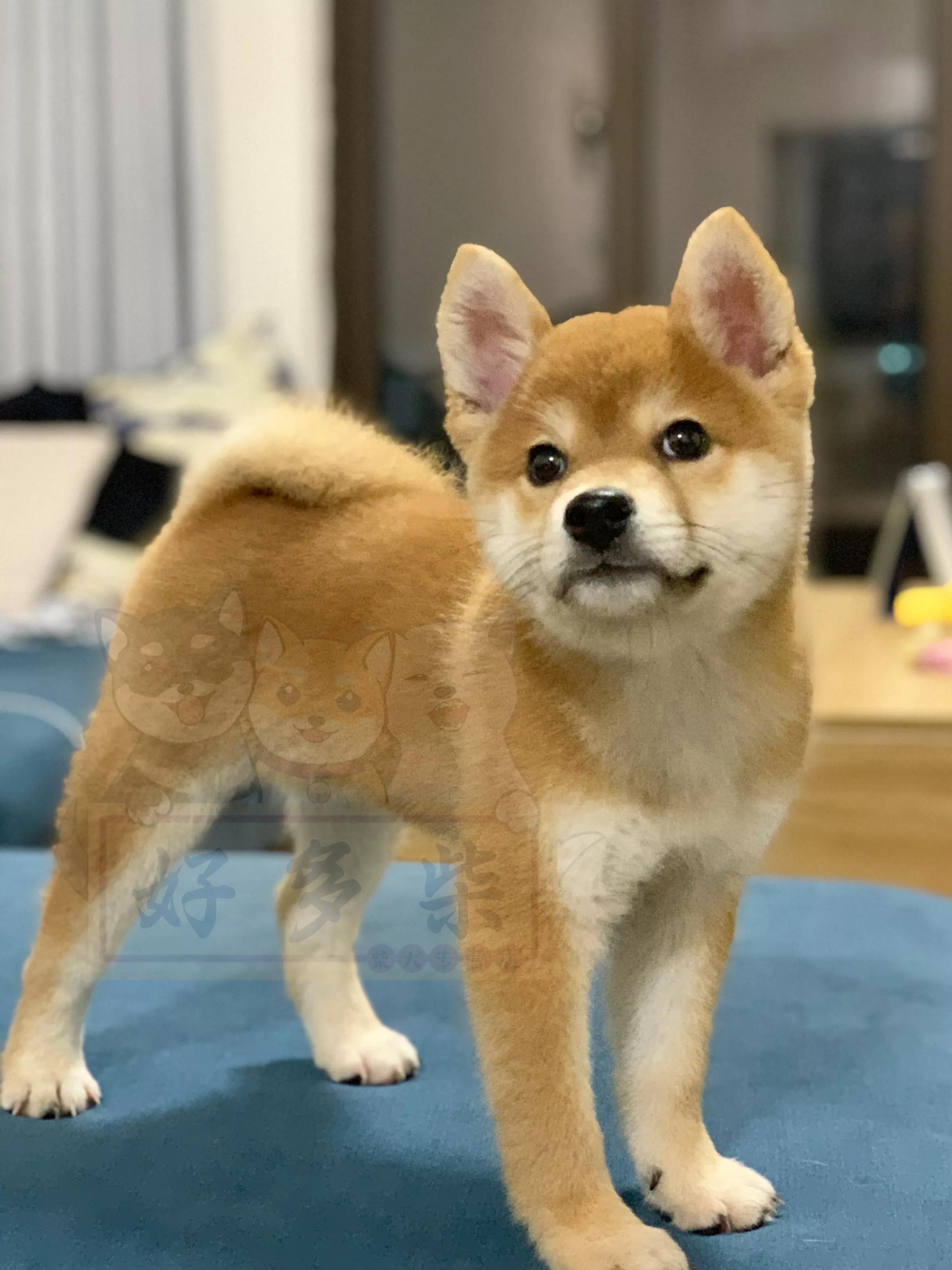 新手养狗不要被欺骗,新手养犬十大误区