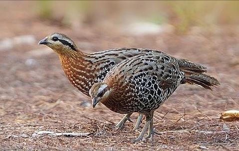东江揽胜,惠州淡水常见鸟类图谱